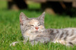 Schlafende Katze