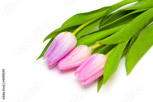 Photo: three pink tulips three pink tulips
