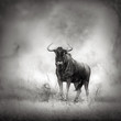Blue Wildebeest in rainstorm