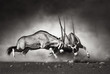 Gemsbok fight