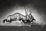Gemsbok fight - Fine Art prints