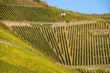 Weingärten bei Piesport