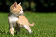Stehendes Katzenkind
