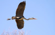 Grey heron in flight. Ardea cinerea. Grey heron in flight. Ardea cinerea.
