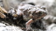Toad Side View Moves Macro Shot Toad Side View Moves Macro Shot