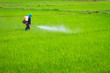 Foto: Spaying pesticide Spaying pesticide