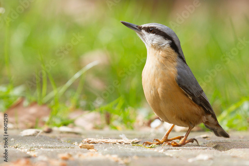 Photo: A Nuthatch on the ground A Nuthatch on the ground