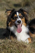 Australian Shepherd