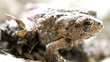 Toad Side View Macro Shot Toad Side View Macro Shot