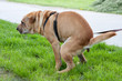 sharpei dog