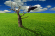Arbre mort et aigle