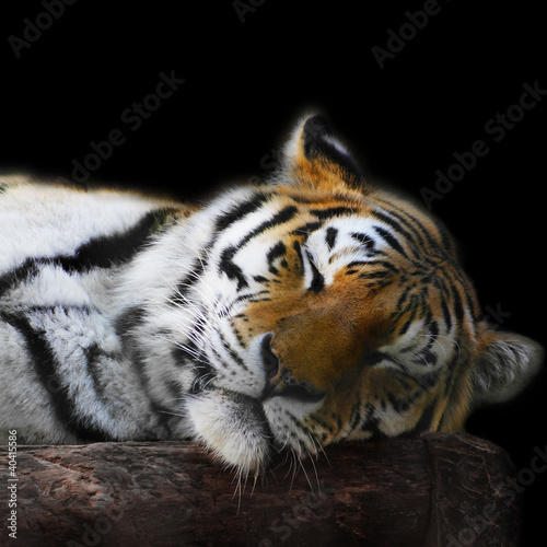 Photo: sleeping tiger face portrait sleeping tiger face portrait