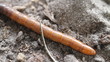Wire Worm Macro Shot Bottom Right To Top Left Movement Wire Worm Macro Shot Bottom Right To Top Left Movement