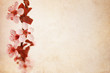 Cherry blossom background
