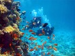two divers among fish