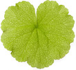 leaf isolated