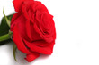 red rose