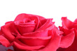 red rose