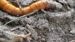 Wire Worm Digs Macro Shot Wire Worm Digs Macro Shot