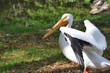 Pelican