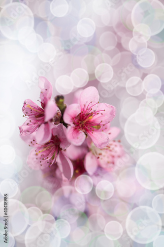 Foto: peach flower peach flower