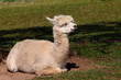 LAMA - alpaka