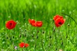 Mohnblume