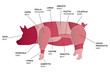 Vector pig parts