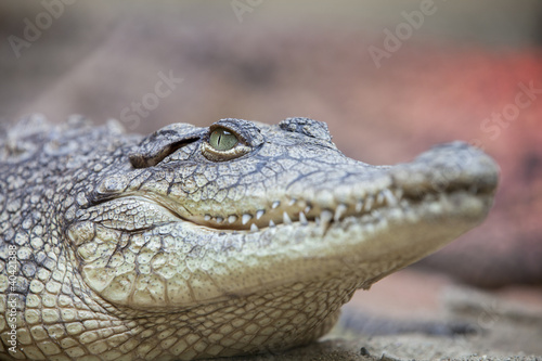 Photo: Crocodile Crocodile