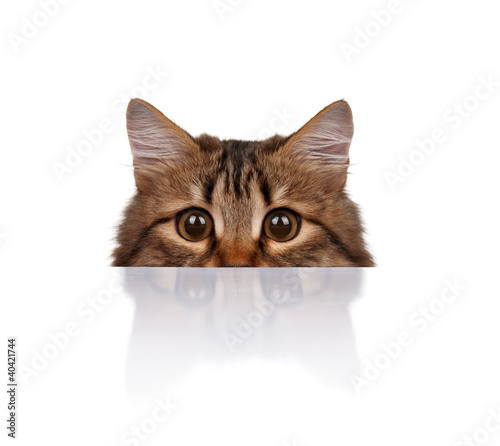Photo: Cute cat Cute cat