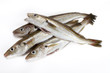 Photo: merlans merlans