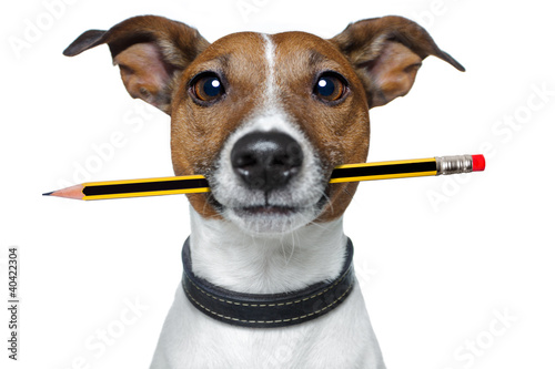 Foto: dog with pencil and eraser dog with pencil and eraser