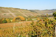 Weinlandschaft bei Lieser und Braunberg