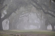 Misty Oak Trees