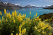 Gelbe Lupinen am Lake Wakatipu