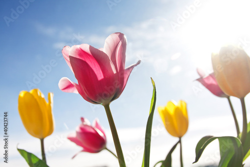Photo: Beautiful pink and yellow tulip flower Beautiful pink and yellow tulip flower
