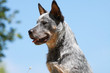 regard attentif du bouveier australien