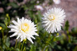 Foto: Weiss Gelbe Dahlien Weiss Gelbe Dahlien