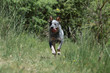 australian cattle dog running