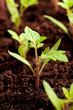 Green seedling