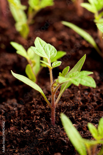 Photo: Green seedling Green seedling