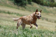 australian cattle dog jumping and running