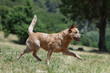 bouvier australien gambadant