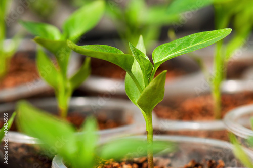 Photo: Green seedling Green seedling