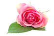 Photo: Schöne Rose Schöne Rose