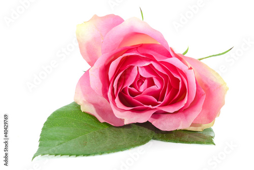 Foto: Schöne Rose Schöne Rose