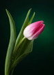 Photo: tulip with water drops on dark green background tulip with water drops on dark green background