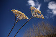 Yarrow (Achillea) Flowers