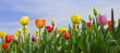 Wonderful spring: tulip field with blue sky