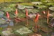 lotus flower